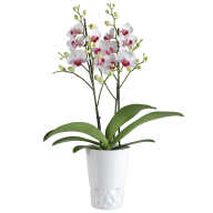 Orchid set, 2 pcs, orchid phalaenopsis daisy planter white, white
