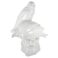 Group of birds Falcons, white