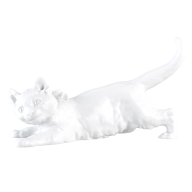 Cat, white