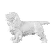Dog Cocker spaniel, standing, white