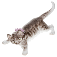 Cat, Coloured, without gold