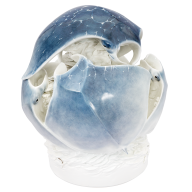 Sphere of rays, Coloured, singature Meissen exclusive collection, lim., H 44 cm