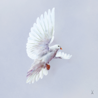 Wall painting "Peace Dove", 30 x 30 cm