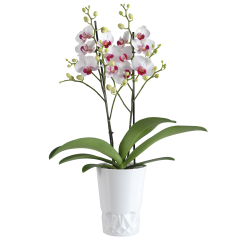 Orchid set, 2 pcs, orchid phalaenopsis daisy planter white, white