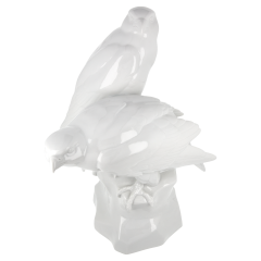 Group of birds Falcons, white