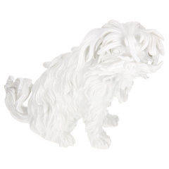 Dog Bolognese terrier, seated, white