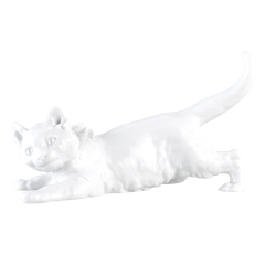 Cat, white