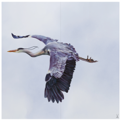 wall painting "Grey Heron", 60 x 60 cm
