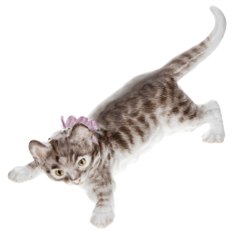 Cat, Coloured, without gold