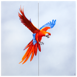 wall painting "Crimson Macaw", 60 x 60 cm